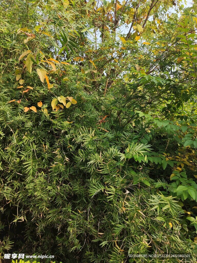 繁茂绿植中的多彩叶片