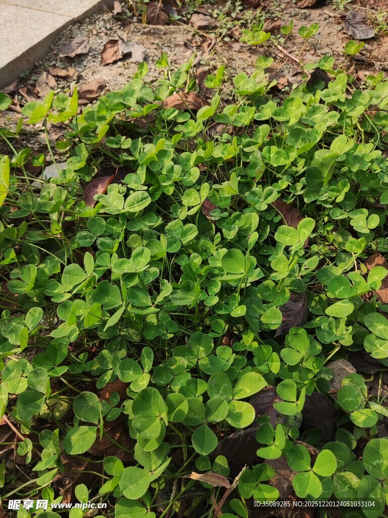 翠绿繁茂的地面绿植景观