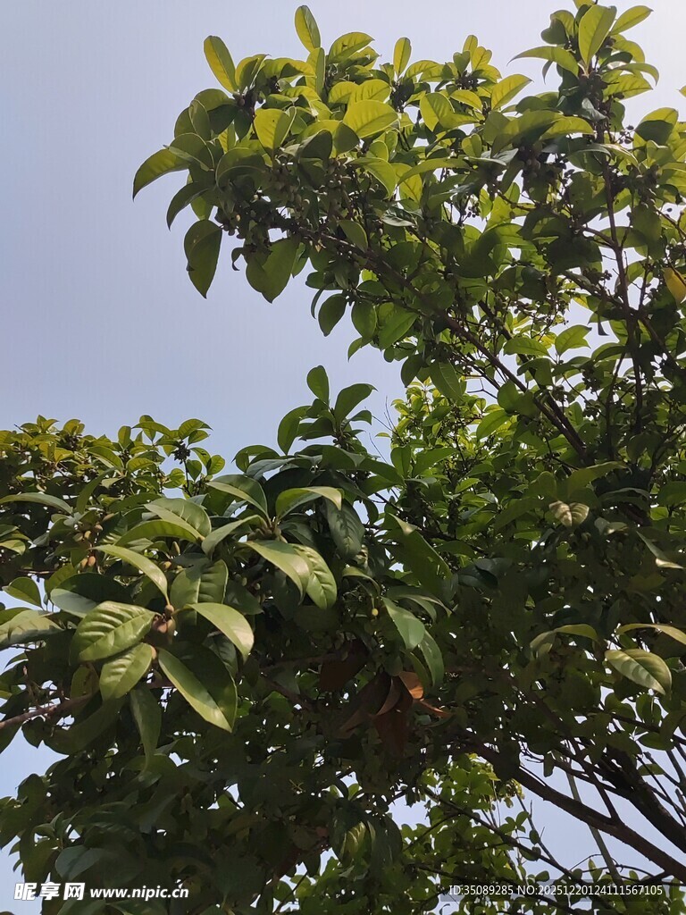 绿叶繁茂的树木