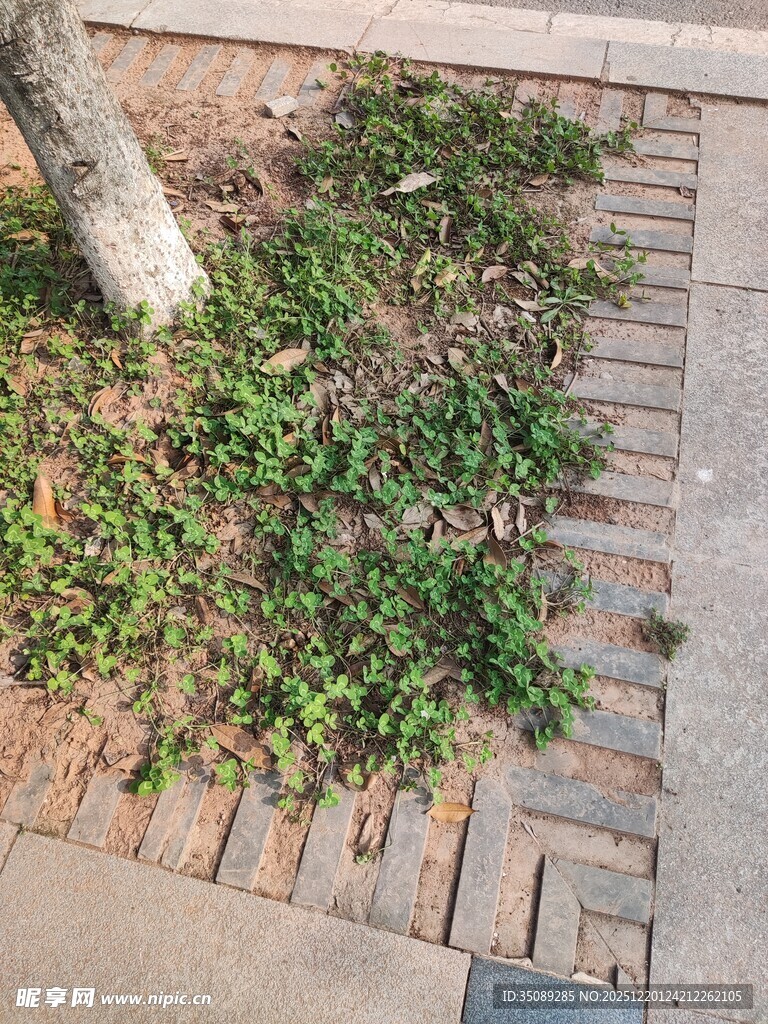 树下砖缝间的嫩绿小草