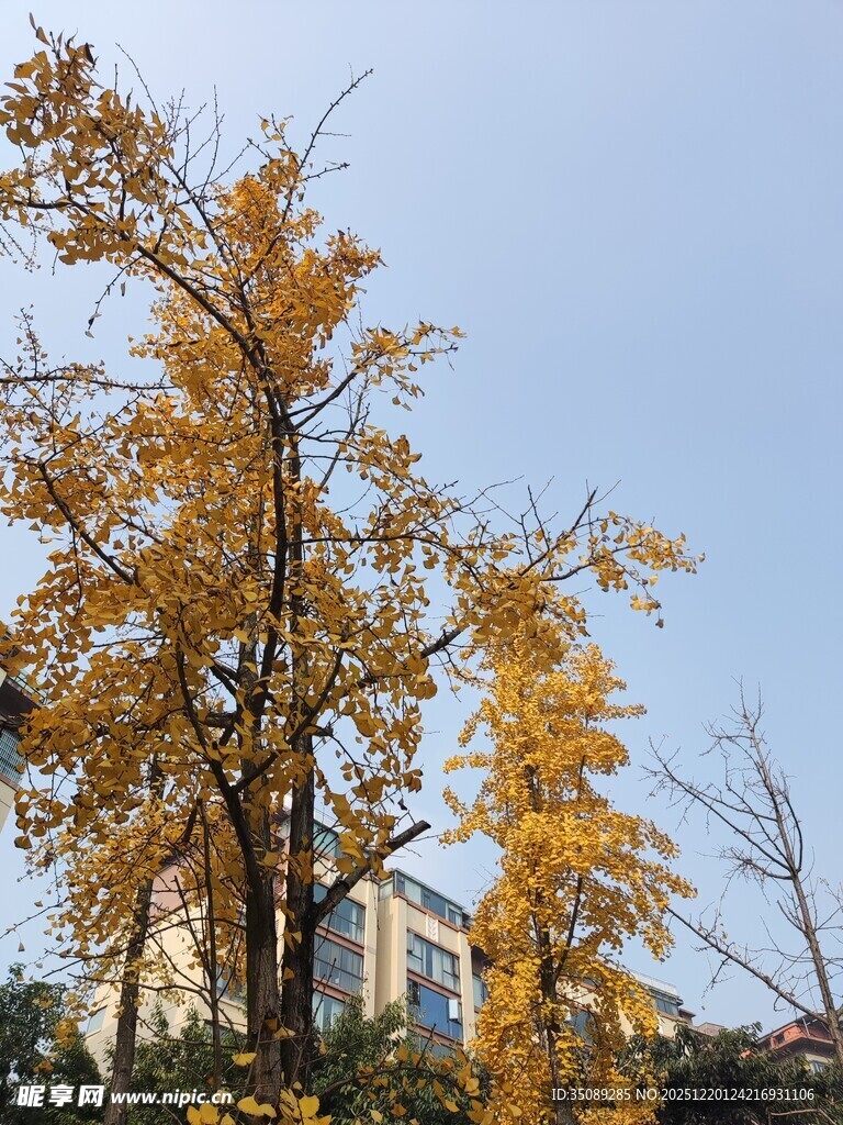 秋日金黄银杏树美景