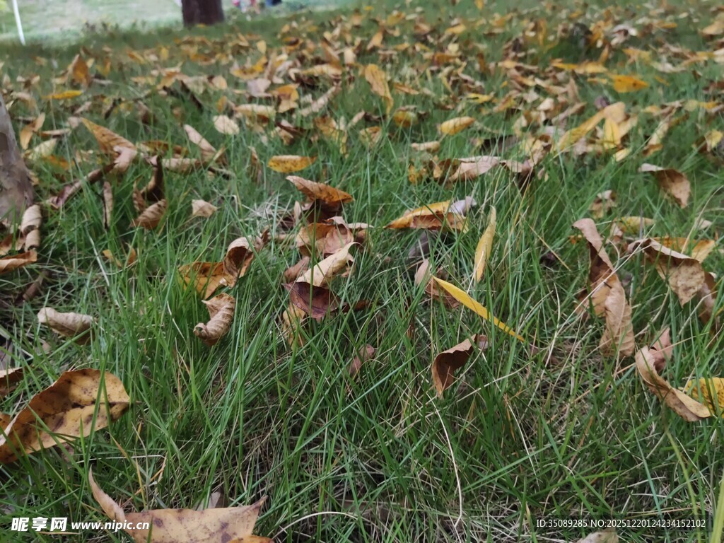 草地间散落的枯黄落叶