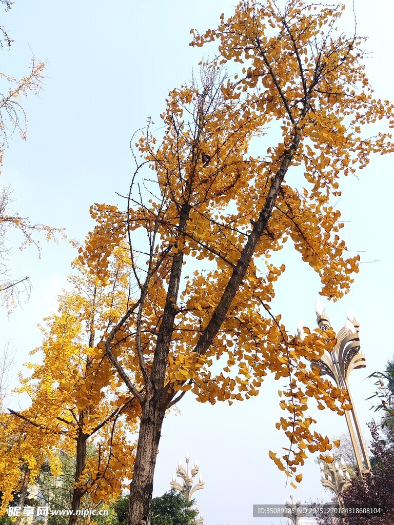 秋日金黄银杏树美景