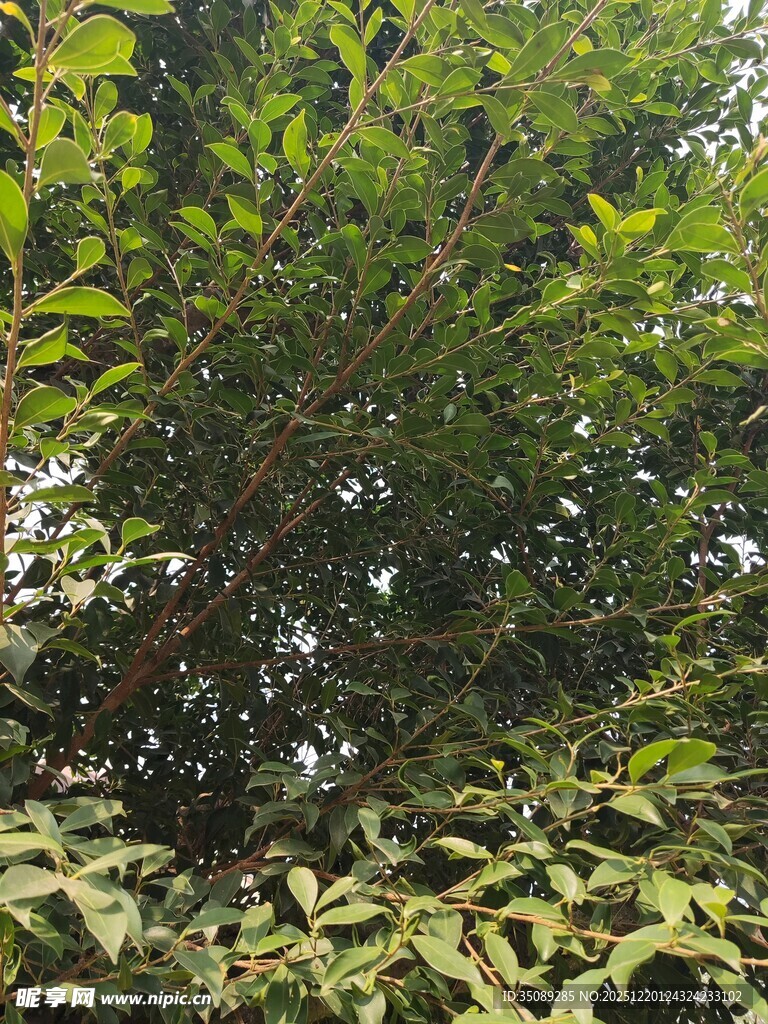 茂密翠绿的树林景观