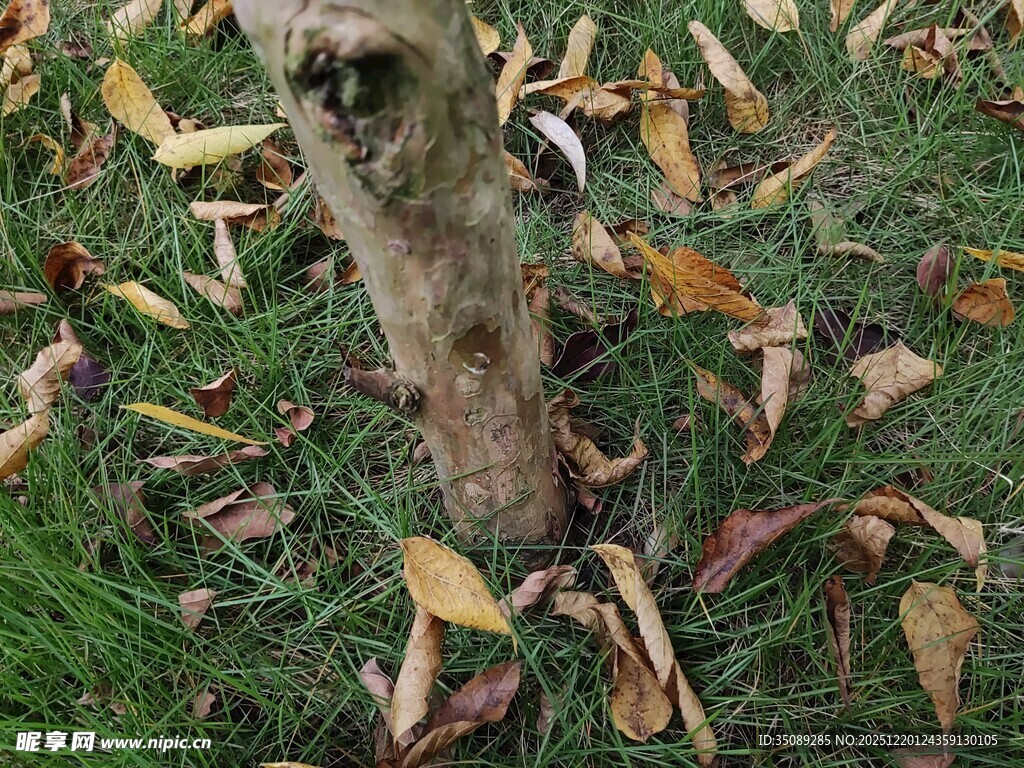 树干旁散落的枯黄树叶