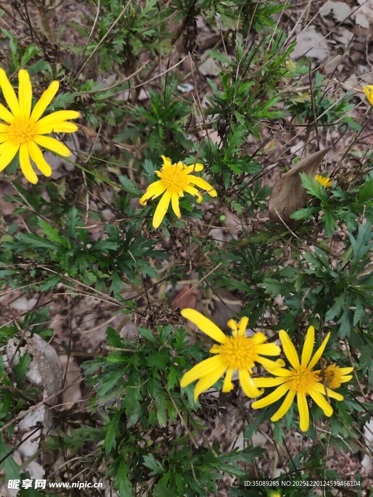 地上绽放的黄色小花