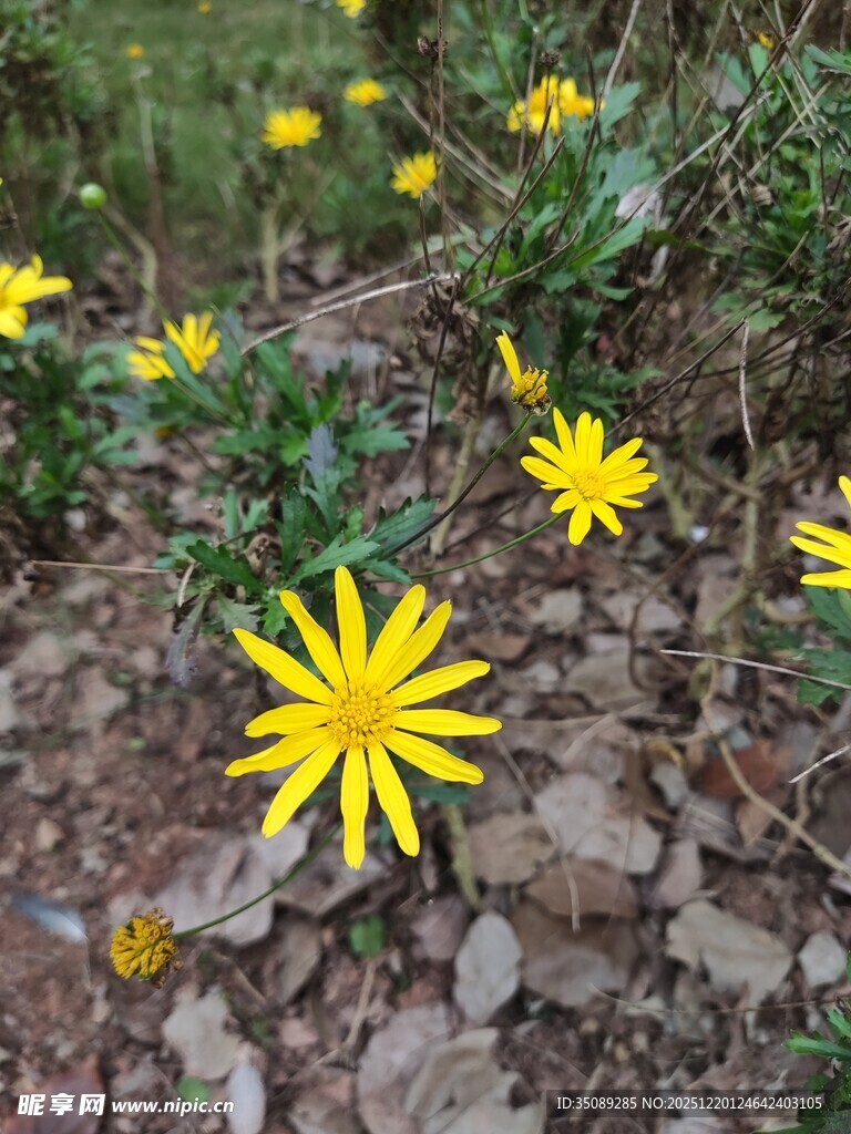 山坡上绽放的黄色小花