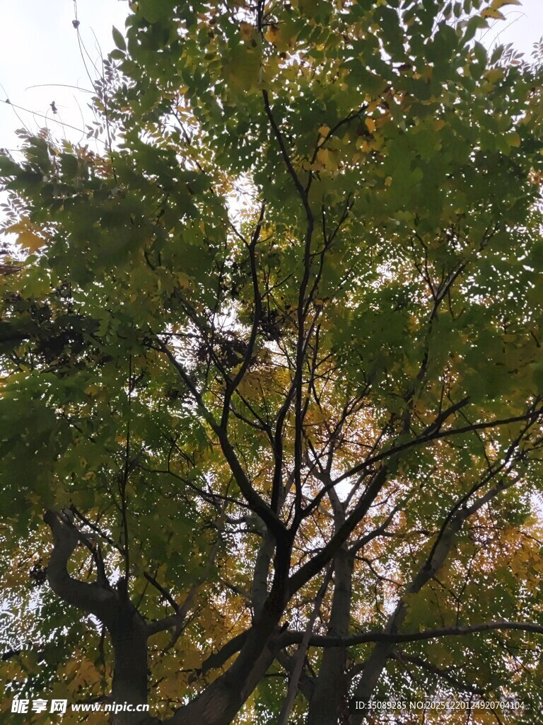 秋日繁茂绿树景致