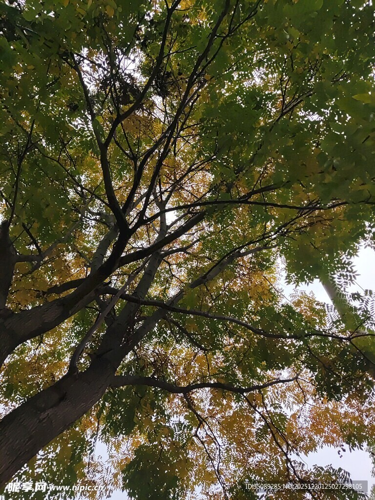 仰视繁茂枝叶的树木