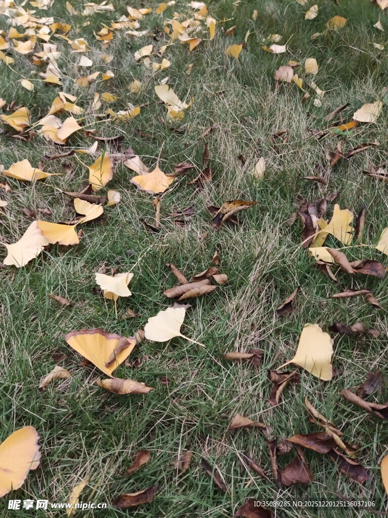 草地上的缤纷落叶