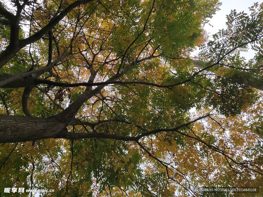 秋日繁茂树枝与斑斓树叶