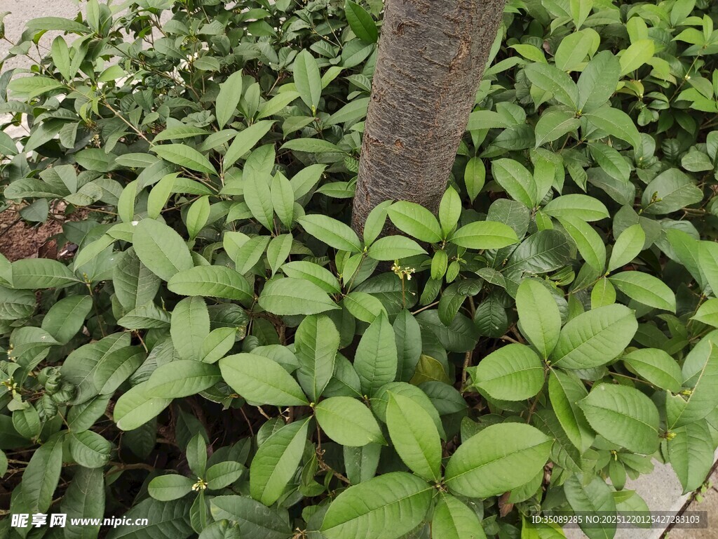 树下繁茂绿植景观