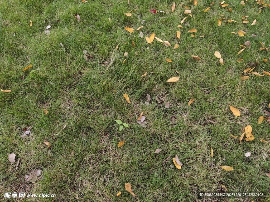 草地上散落的枯黄树叶