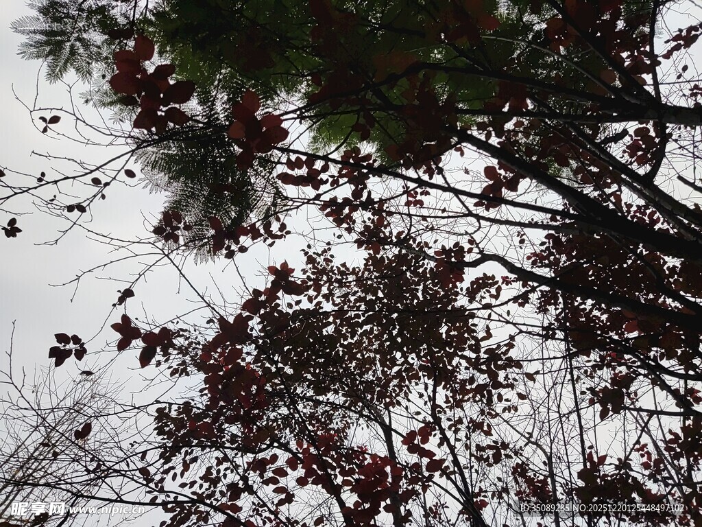 仰视枝头树叶与天空