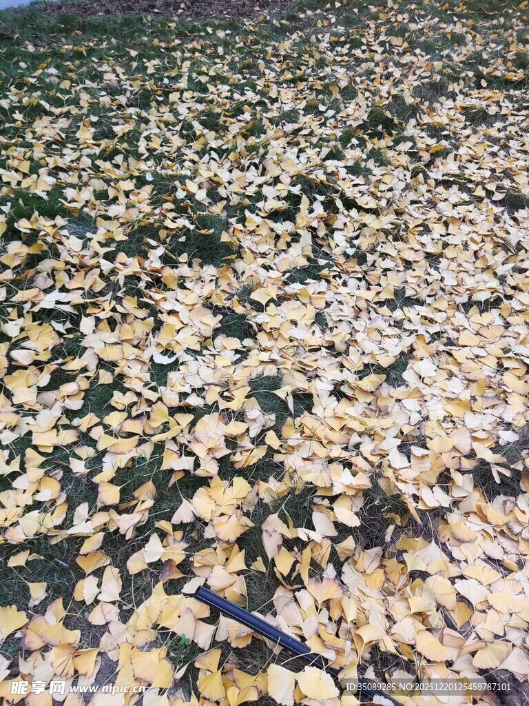 地面铺满五彩斑斓的落叶
