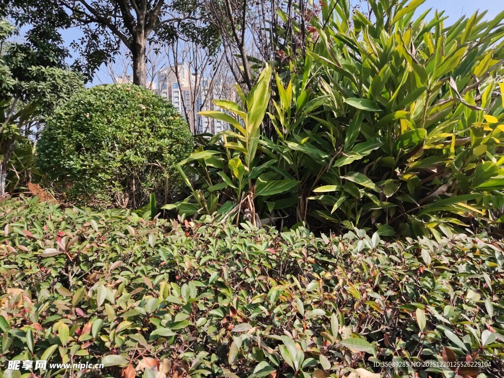 户外繁茂绿植景观