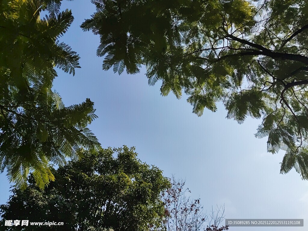 仰视绿树蓝天