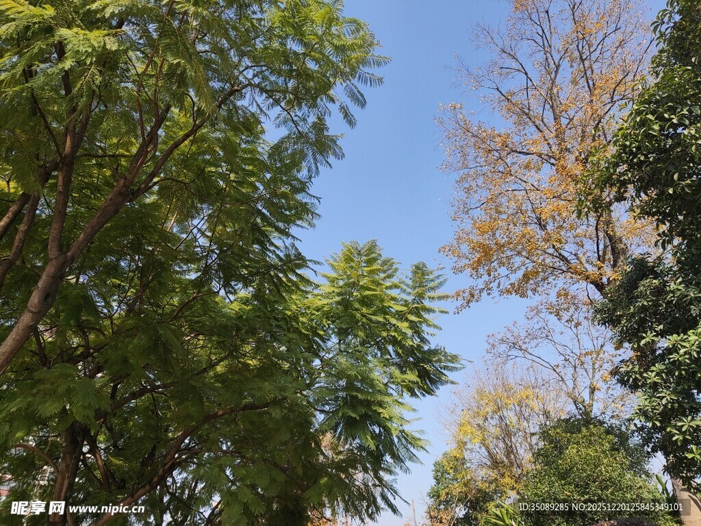 蓝天绿树间的自然景致