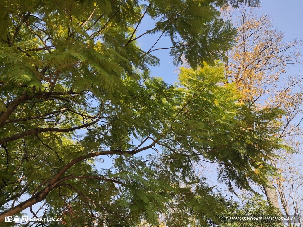 繁茂绿树与蓝天相映