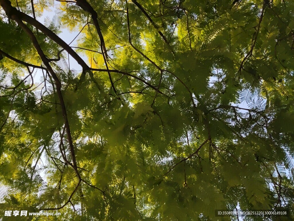 仰视翠绿繁茂的树枝