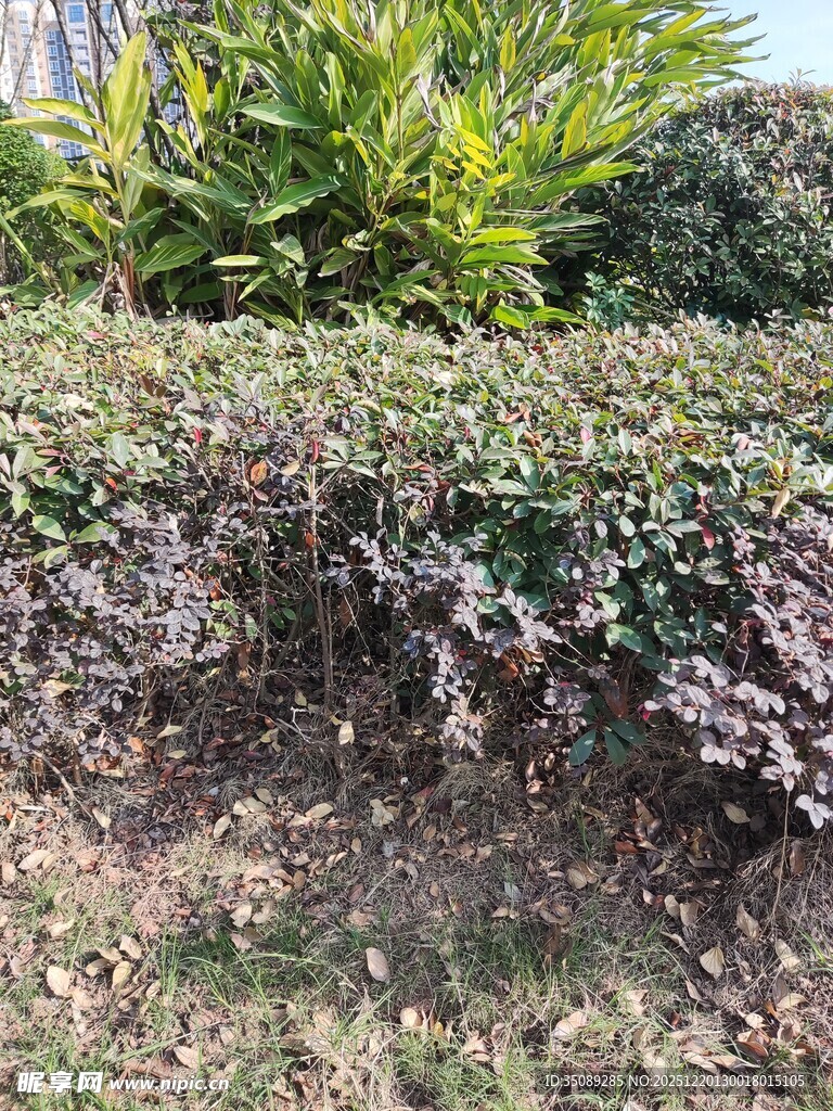 多彩灌木丛景观