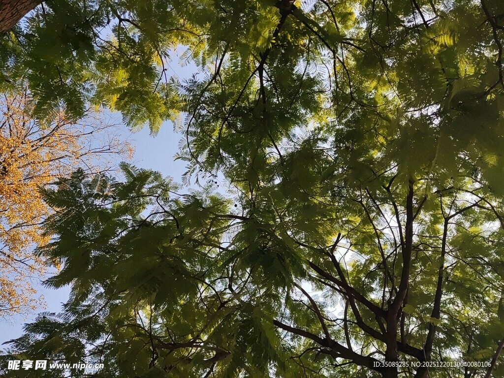 仰视繁茂枝叶的翠绿树冠