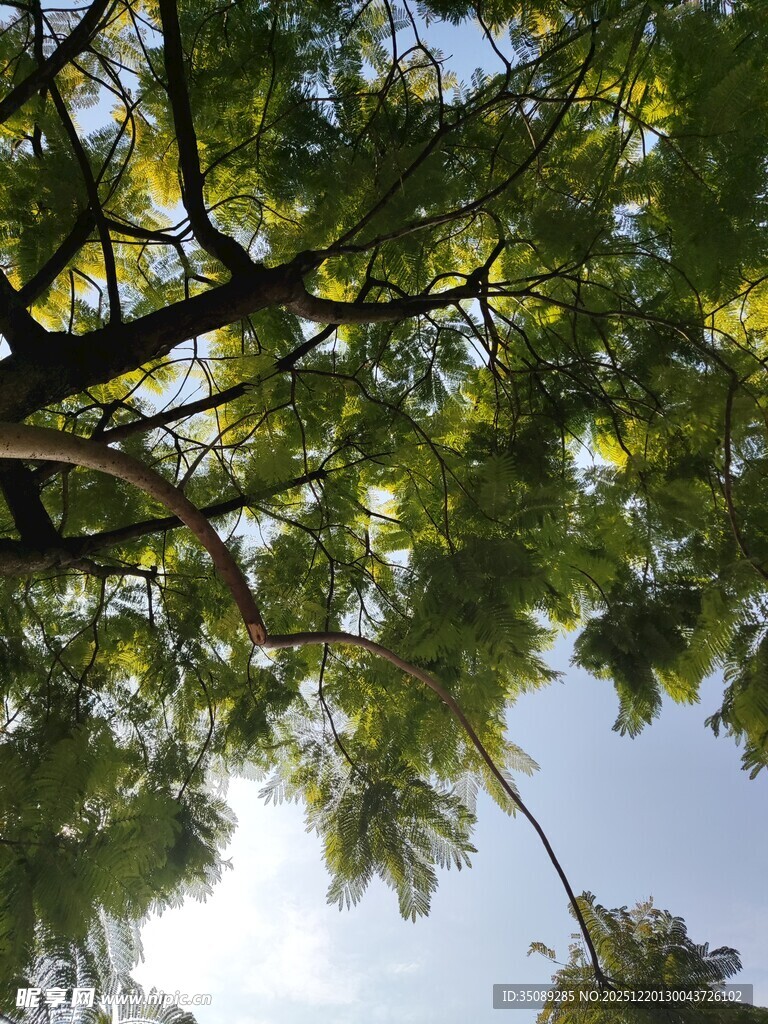 仰视茂密枝叶间的天空