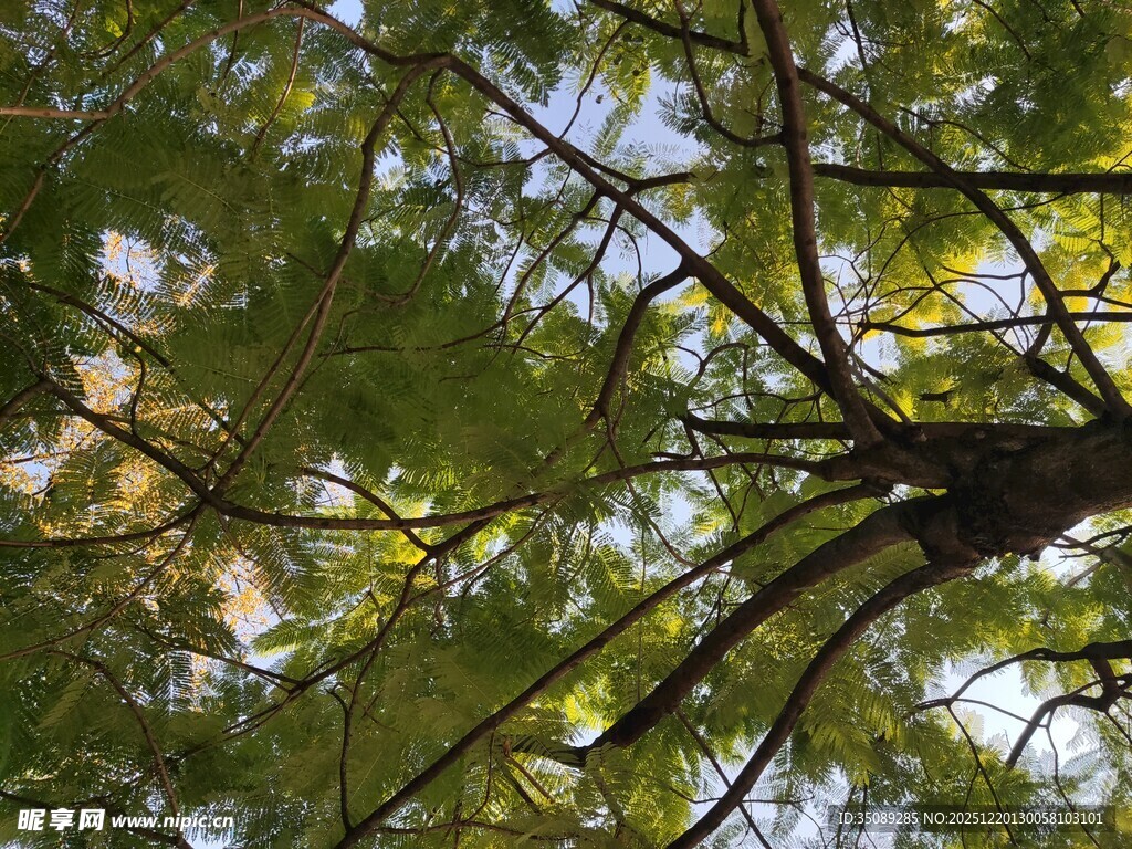 仰视茂密枝叶的树木