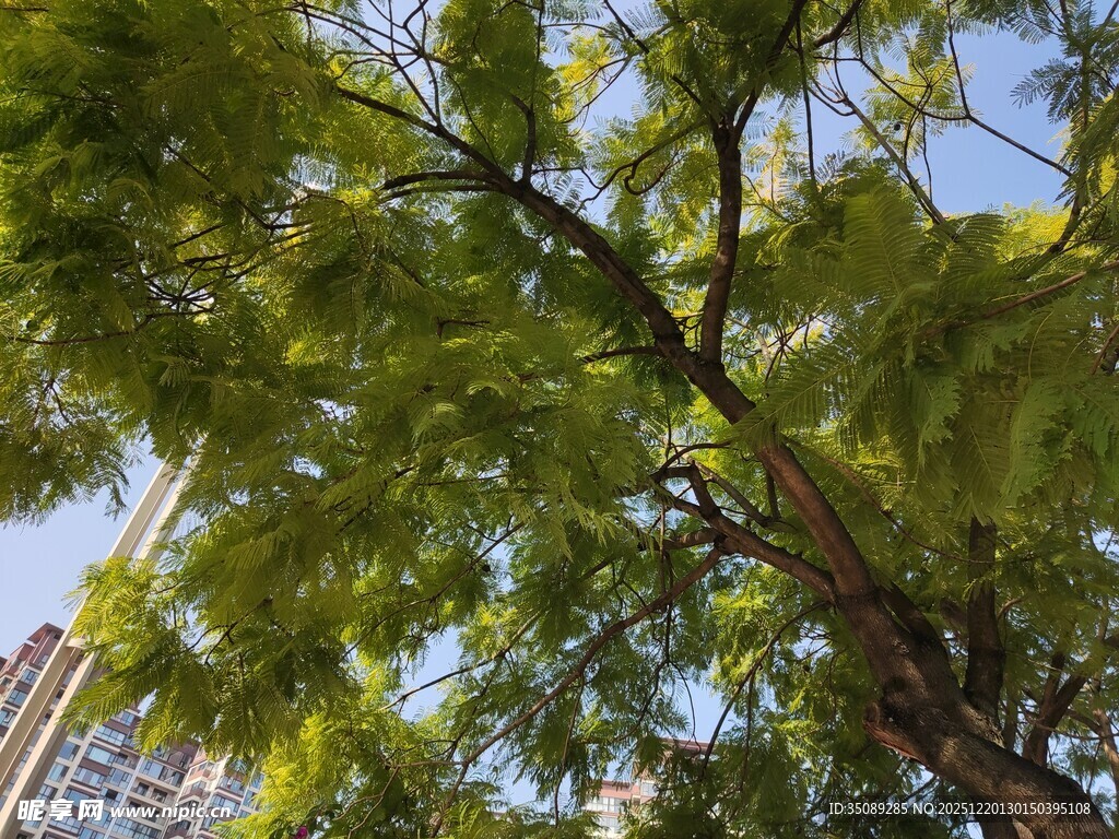 城市中繁茂的绿树景观