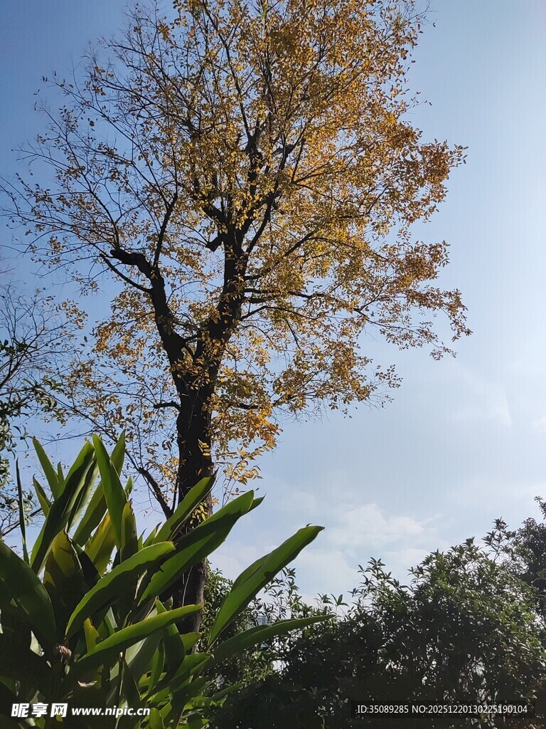 秋日孤树黄叶映蓝天