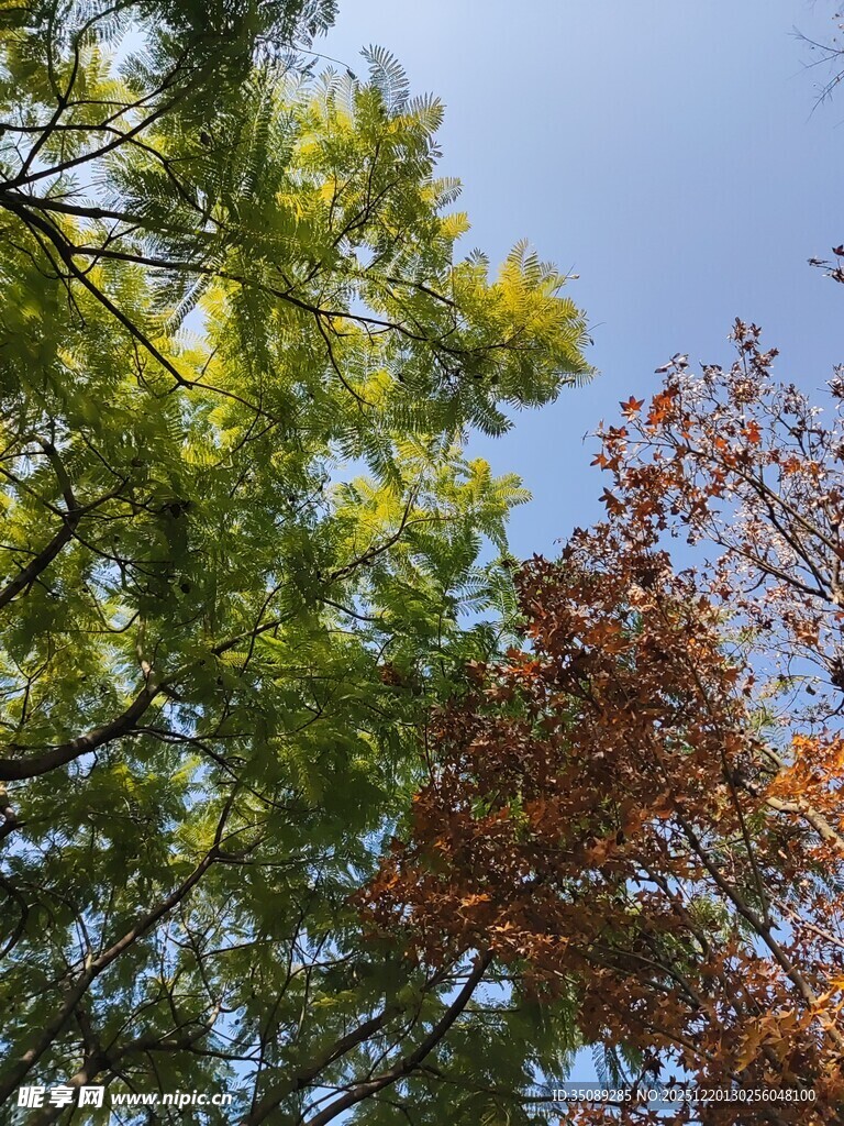 秋日多彩树木景致