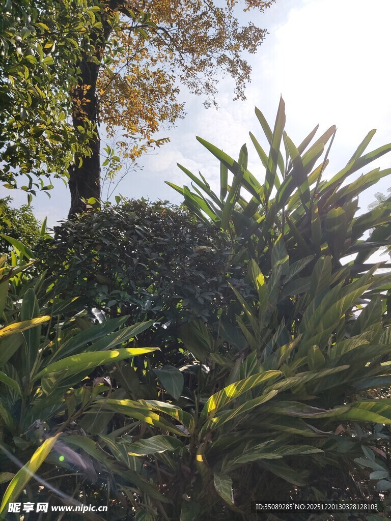 阳光下的绿色植物景观