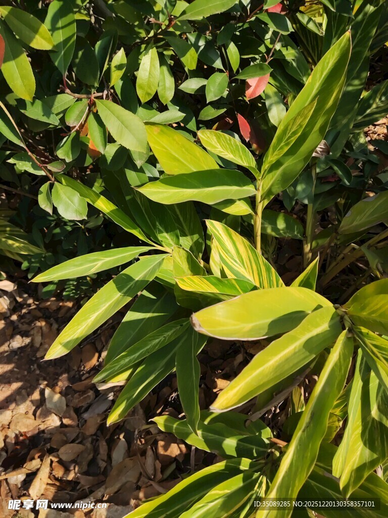 翠绿植物展现自然生机