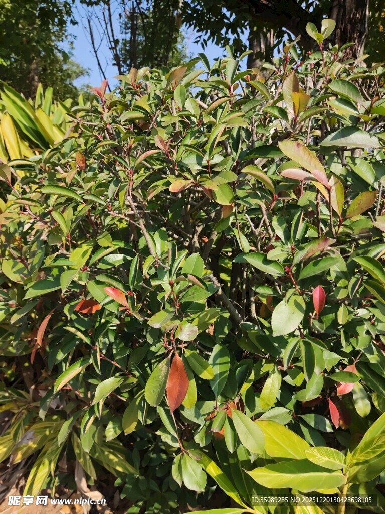 绿叶间的多彩果实