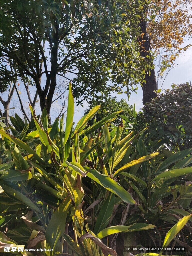 绿意盎然的植物景观