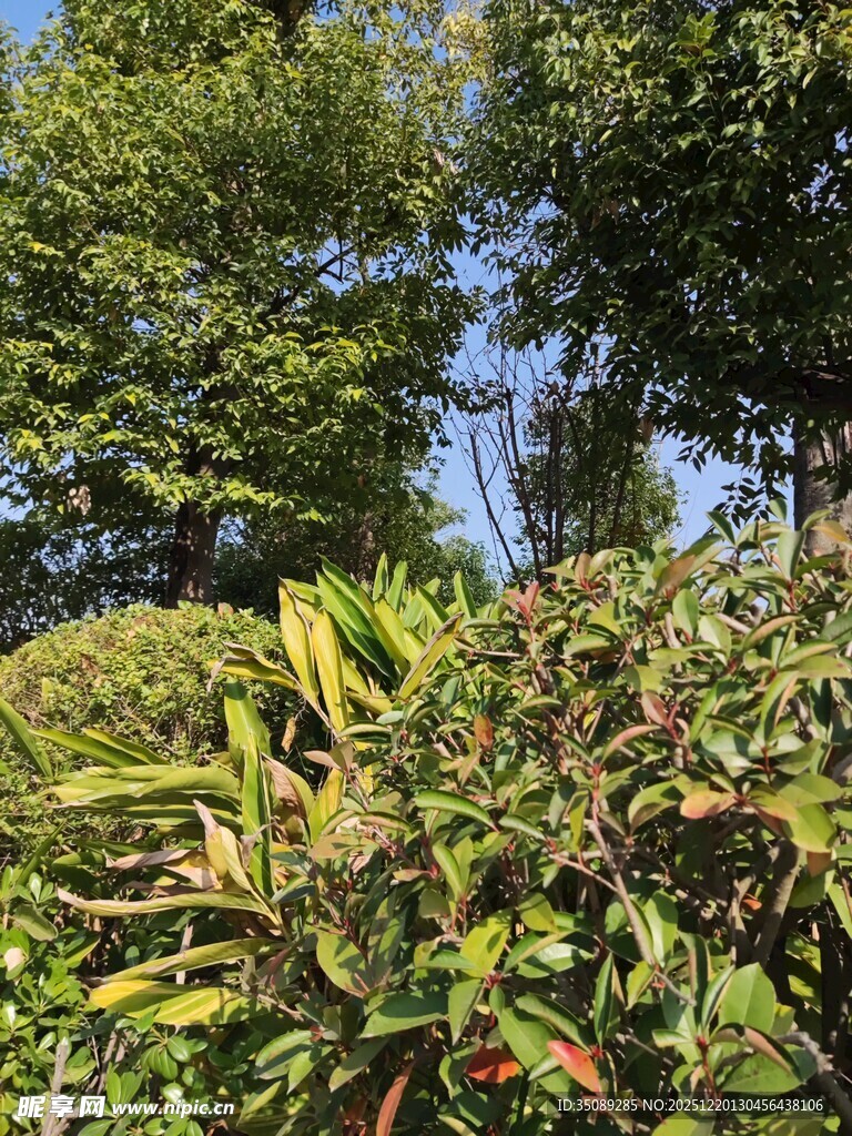 繁茂绿植与蓝天相映成趣