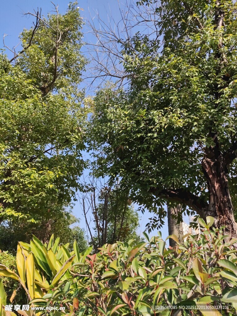 户外繁茂绿植景观