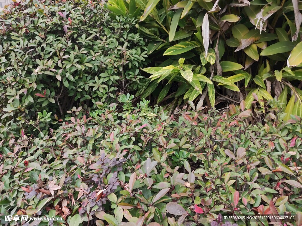 多彩植物景观