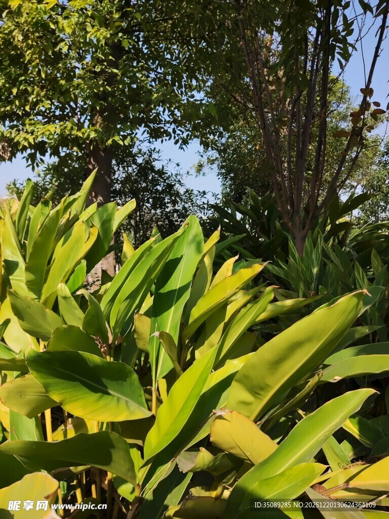 阳光下的翠绿植物