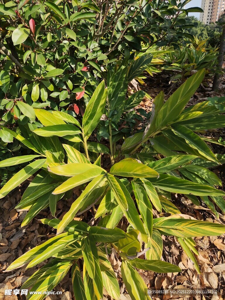 翠绿繁茂的热带植物景观