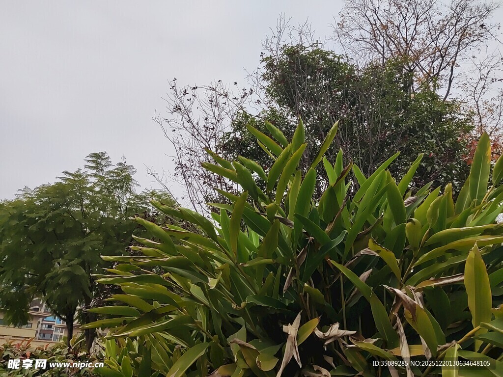 户外茂盛的绿色植物景观