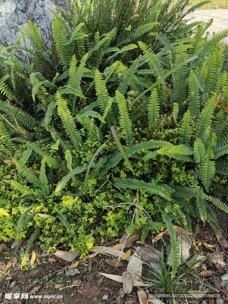 绿叶黄花的茂盛植物