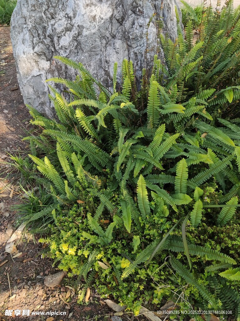 翠绿丛生植物近景