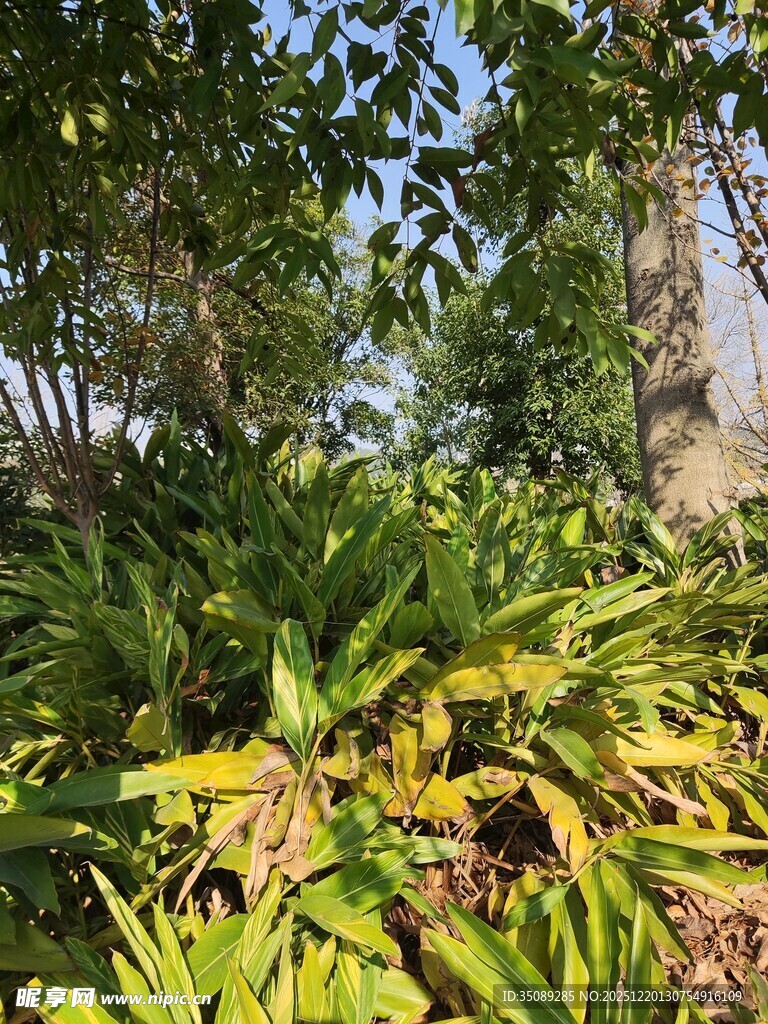 绿叶繁茂的户外植物景观
