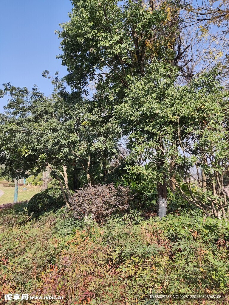 秋日繁茂绿植景观