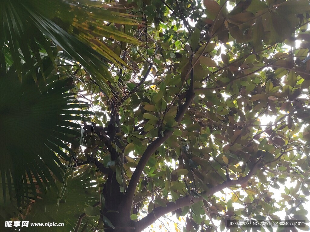 透过枝叶看天空