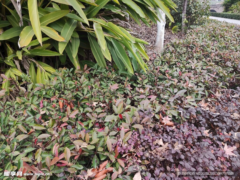 花园中的多彩植物景观