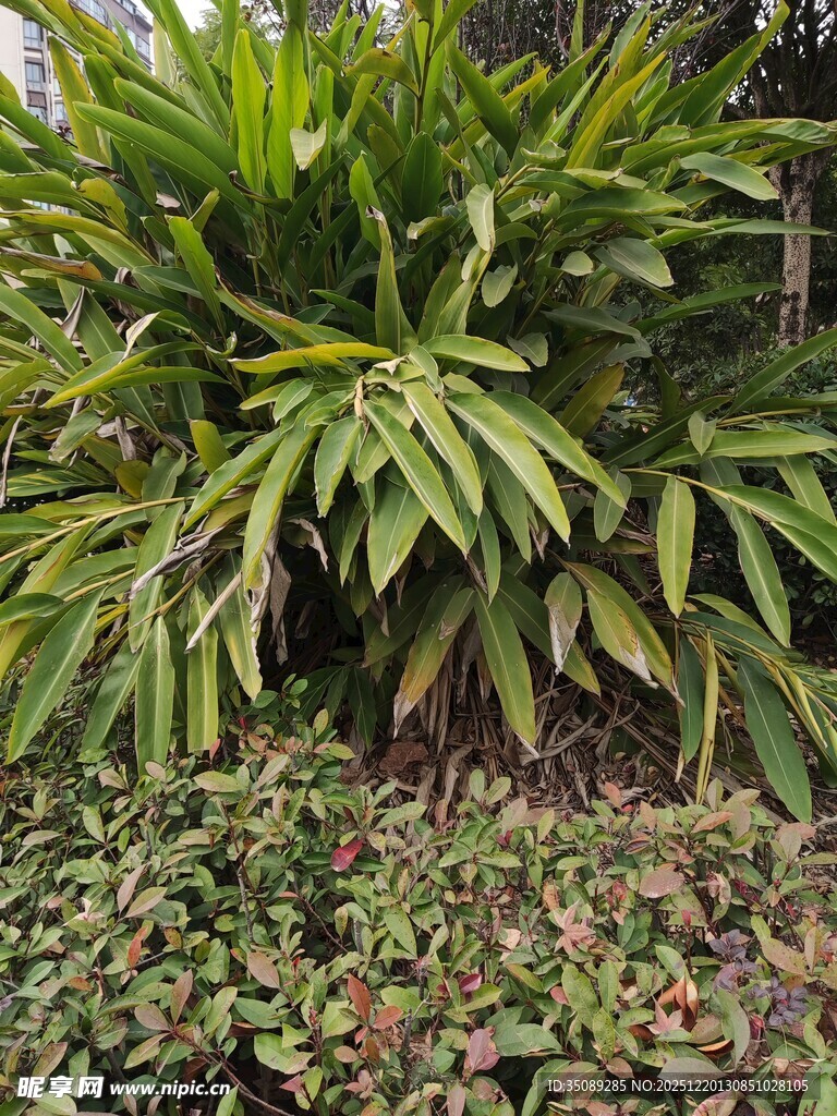 翠绿繁茂的绿植景观