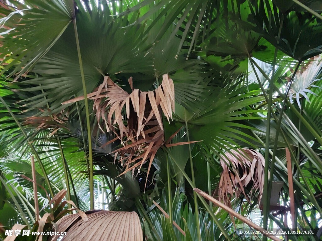 繁茂棕榈树景观