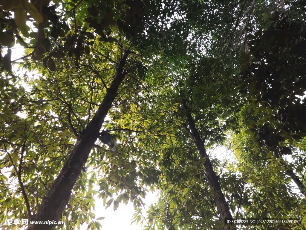 仰视茂密树林中的高大树木